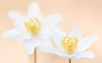 Белые цветы, макро