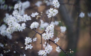 Белые цветы на дереве весной