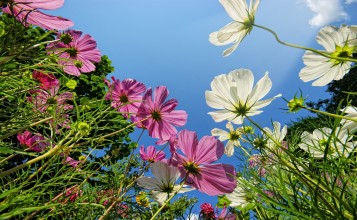 Белые и фиолетовые цветы в траве