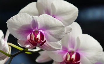 Белые орхидеи, макро