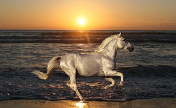Белый конь на пляже во время заката