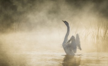 Белый лебедь в туманном озере