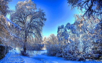 Белый зимний пейзаж