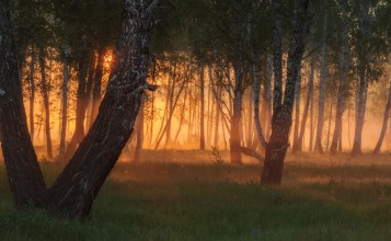 Березы в лесу на закате