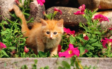Рыжий котенок в розовых цветах