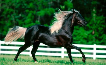 Черная лошадь на бегу