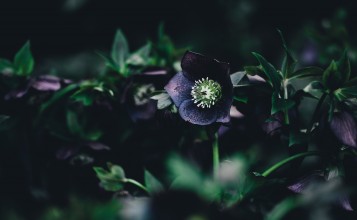 Цветок с темными лепестками