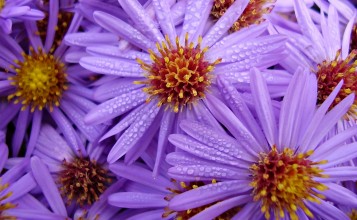 Цветы с фиолетовыми лепестками