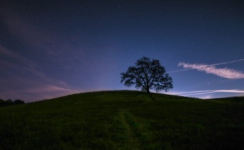 Дерево на холме под звездным небом