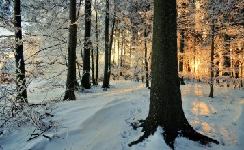 Деревья в лесу в снегу