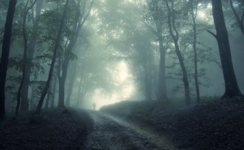 Дорога в мрачном туманном лесу