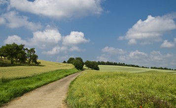 Дорога в зеленом летнем поле