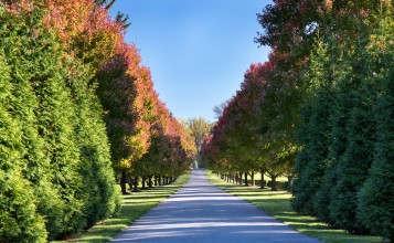 Дорога вдоль зеленых деревьев