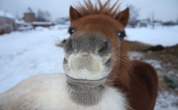 Довольный пони