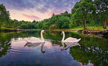 Два белых лебедя в озере