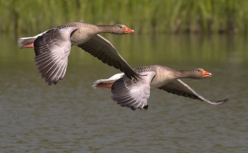 Два летящих гуся над водой