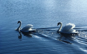 Два плывущих лебедя