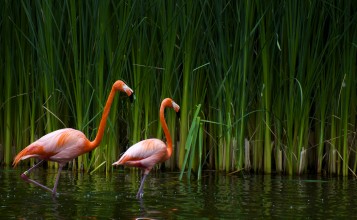 Два розовых фламинго в воде