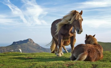 Две красивые лошади