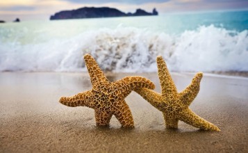 Две морские звезды на пляже