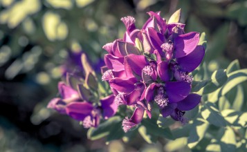 Фиолетовые цветы вблизи