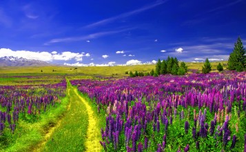 Фиолетовые люпины в поле