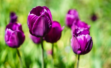 Фиолетовые тюльпаны крупным планом