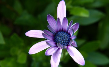 Фиолетовый цветок, макро