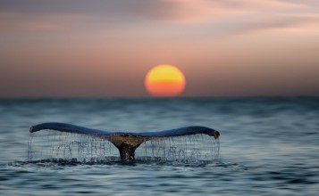 Хвост кита над водой на фоне заката