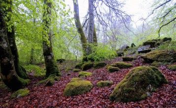 Камни покрытые мхом в лесу