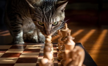Кошка нюхает шахматы