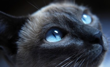 Кошка с голубыми глазами