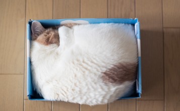 Кошка спит в коробке