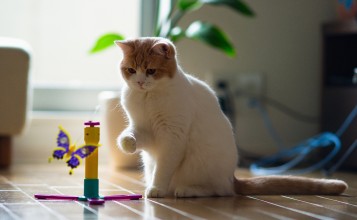 Кот с игрушкой