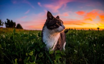 Кот в траве на закате