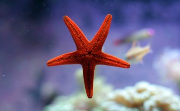 Красная морская звезда в воде
