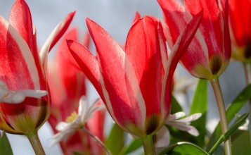 Красно-белые тюльпаны крупным планом