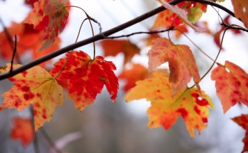 Красно-желтые кленовые листья на ветке