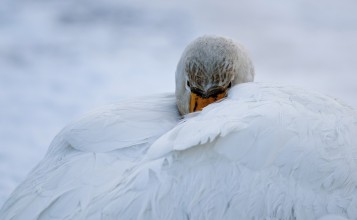 Лебедь прячет клюв в перьях