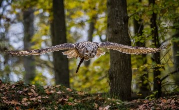 Летящая в лесу сова