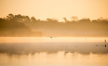 Летящий над озером пеликан