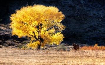 Лошадь возле желтого дерева