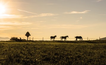 Лошади в поле солнечным днем