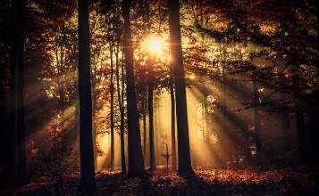 Лучи солнца сквозь деревья в лесу