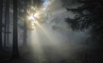 Лучи солнца в туманном лесу
