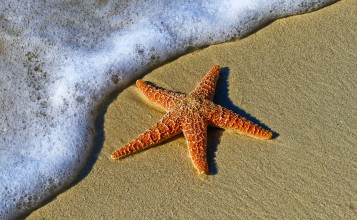 Морская звезда на песке и пена
