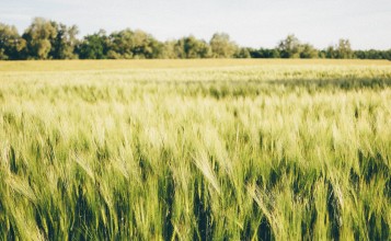 Недозревшая пшеница в поле