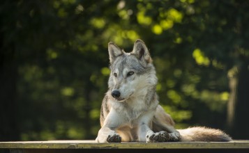 Отдыхающий волк