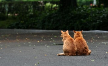 Пара рыжих котов