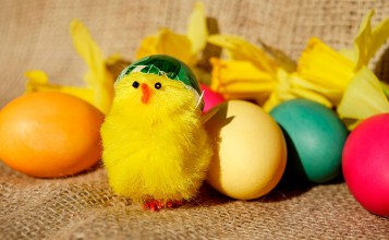 Пасхальные яйца и желтый игрушечный цыпленок